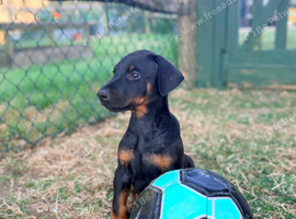 Health tested, home reared stunning Doberman puppies.