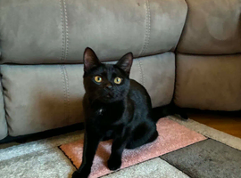 24 week old kitten for sale