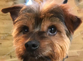 rehome yorkies