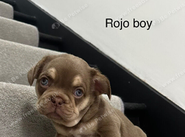 Stunning new shade French bulldog puppies.