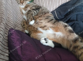 Tabby female cat