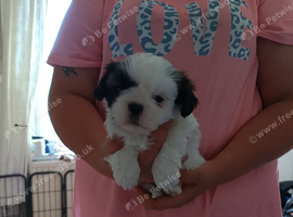 Shih tzu pup