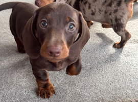 Three Dachshund Puppies