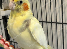 Lovely male cockatiel.