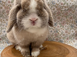 Adult male mini lop