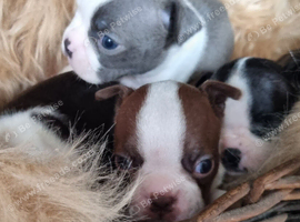 Stunning kc lilac Boston Terrier Puppy