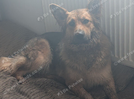 8 German shepherd puppies for sale