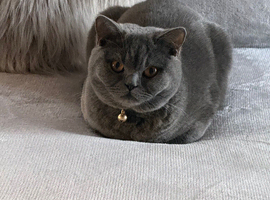 Seeking British shorthair male stud