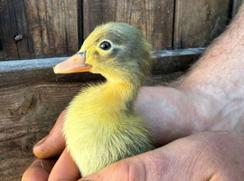 Runner duckling for sale