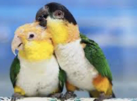 WANTED CAIQUE/ ANY BIRD/PARROT