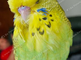 2 bonded budgies