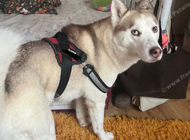 Siberian Husky