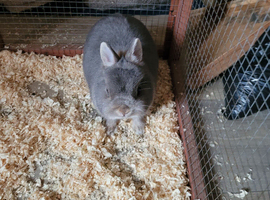 Netherland dwarf, female. 10 month old