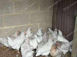 Blue Egg Layers