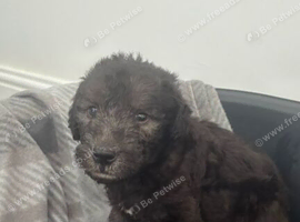 Blue bedlington terrier puppies