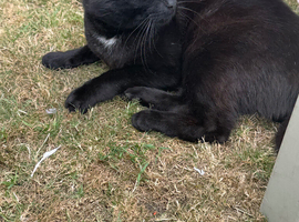 Black male cat