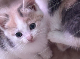 Beautiful calico fawn kittens boy and girl available