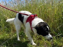 Little Whizzy is looking for a forever family