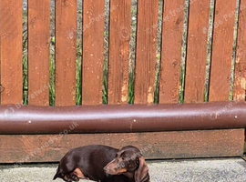 ADULT MINIATURE DACHSHUND FEMALE