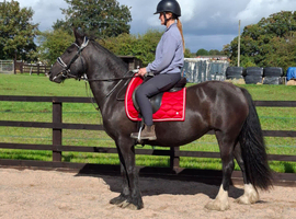 14.2hh Dales x Fresian Mare