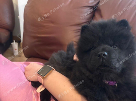 Need a forever home &pound;1200!