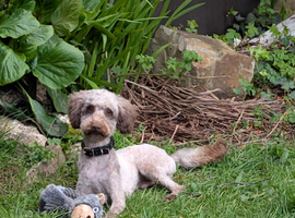 Cockapoo Chocolate  F2 health tested