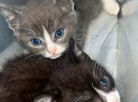 Kittens