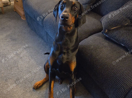 3 year old stud