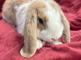 Friendly Boy Bunny