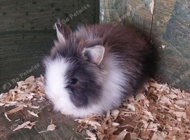 Lionheads rabbit ready to leave now