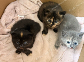Beautiful kittens mixed breed