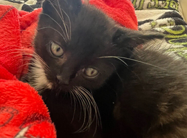 Kitten