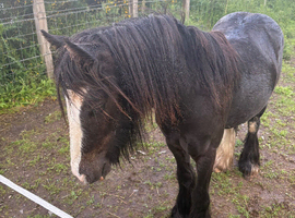 Cute little Cob