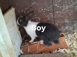 3 dutch rabbits - ready 30th september