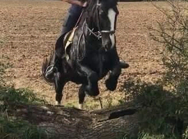 14.1hh FellxWelsh 16years old