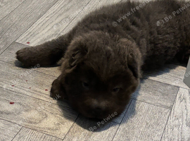 Blue bear shar pei puppy