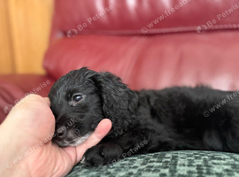 Ready To Go - F2 Cockapoo's Puppies