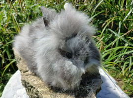 Stunning DM Lionhead baby rabbits