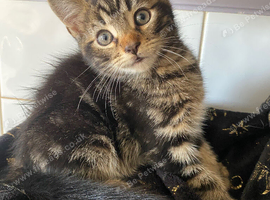 Male kittens ready now