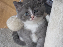STUNNING PEDIGREE CHINCHILLA PERSIAN CROSS BRITISH BLUE SHORTHAIR