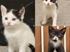 Kittens