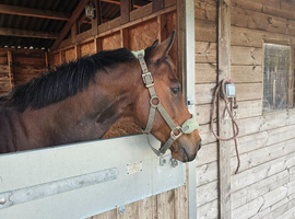 Companion pony for loan