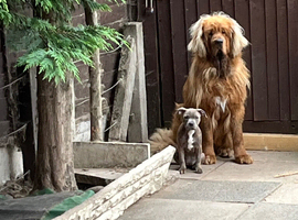 Unfortunately I&rsquo;ve to got rehome my beautiful Tibetan mastiff due to moving home