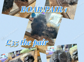 Pair of BOY guinea pigs ready now