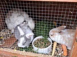 FRENCH LOPS