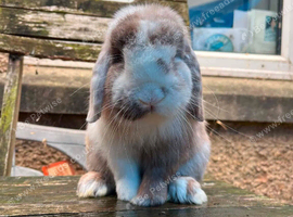 Lovely Adult Mini Lop Doe
