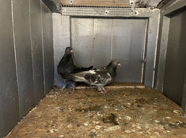 I have same Iraq  pigeons