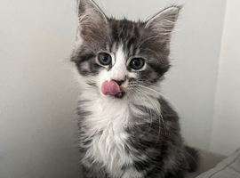 LAST GIRL LEFT Maine coon kittens