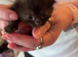 Kittens for sale
