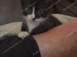 Cute baby kittens needing a home